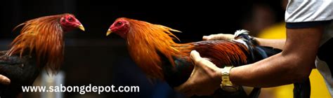 centrum for gamefowl|The Secret to Gamefowl Pointing: Steroid Use and .